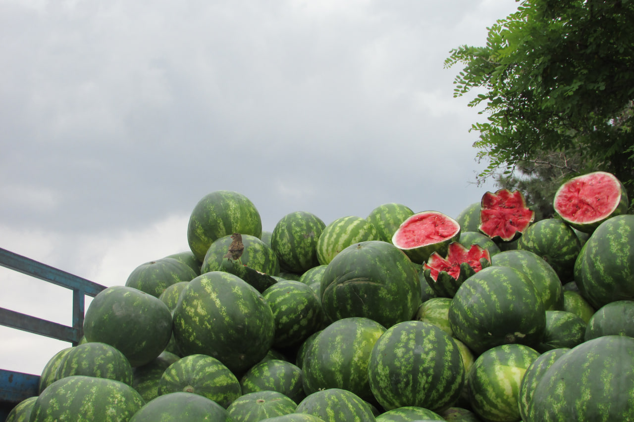 سهم هندوانه ی گنجشک کوچک 